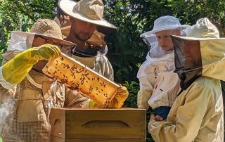 Pirnaer Bienengarten Führung im Imkergarten