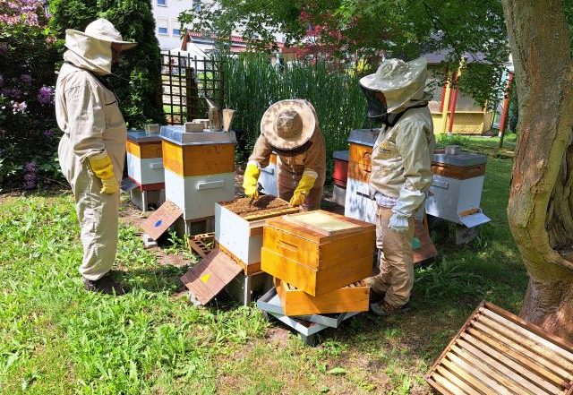 Führung über Bienenlehrpfad "Hotel zur Post"