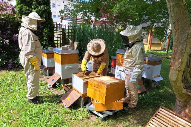 Führung über Bienenlehrpfad "Hotel zur Post"