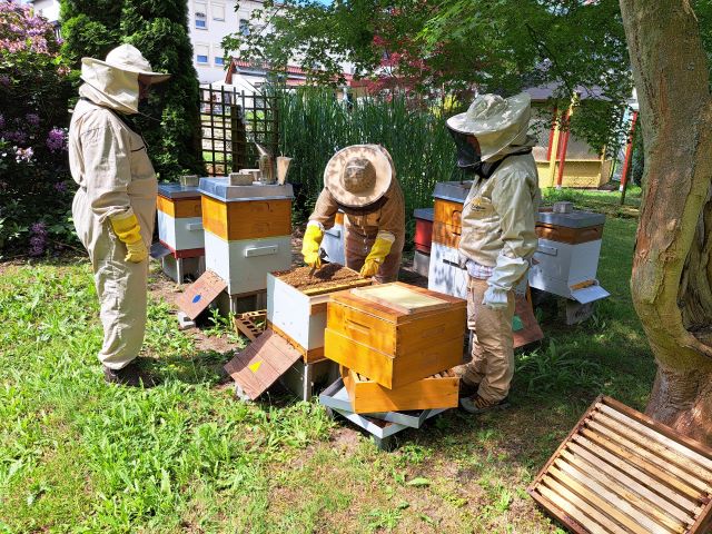 Führung über Bienenlehrpfad "Hotel zur Post"