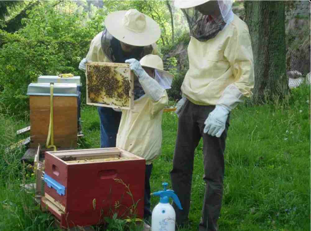 Lehrbienenstand Wehlen Bienenwabe