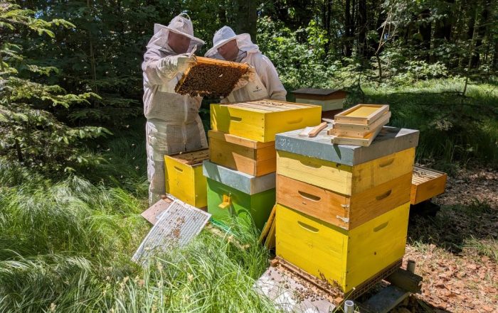 Schulbienen sind kein Zufall